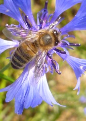 bleuet des champs et abeille